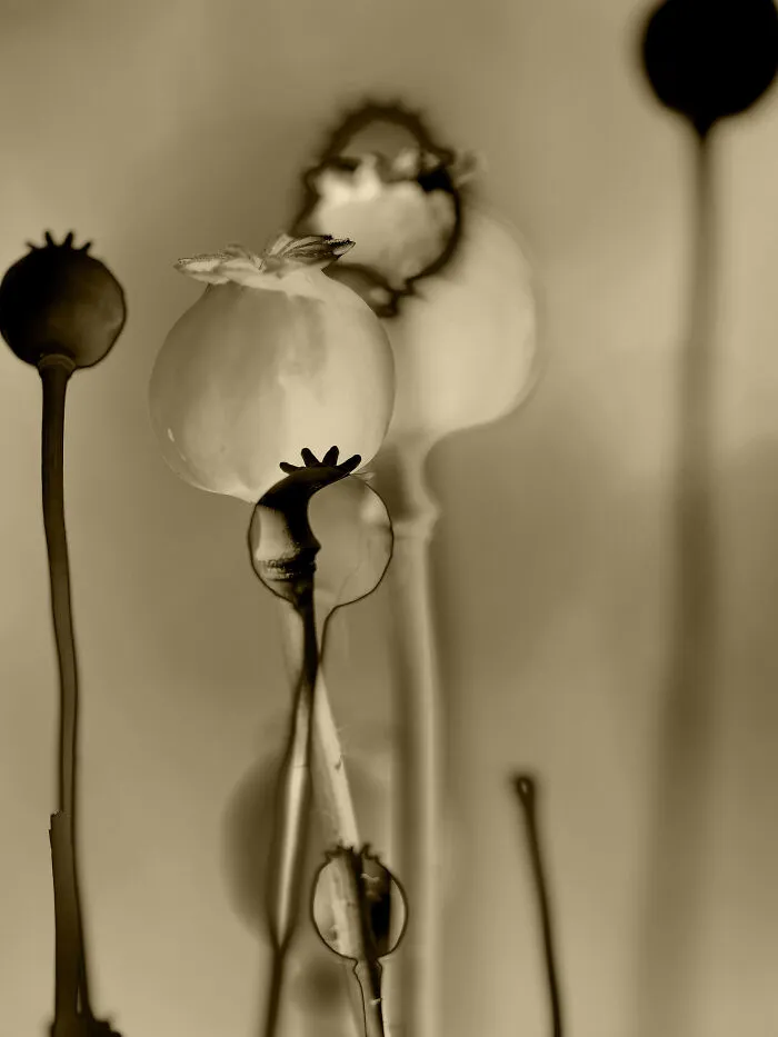 Ephemeral Echoes