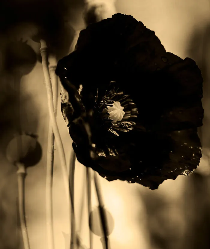 Threshold Of Bloom