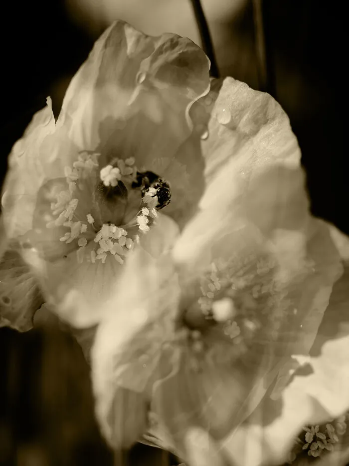 The Passage Of Bloom