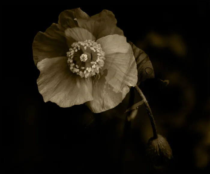 Unfolding In Silence