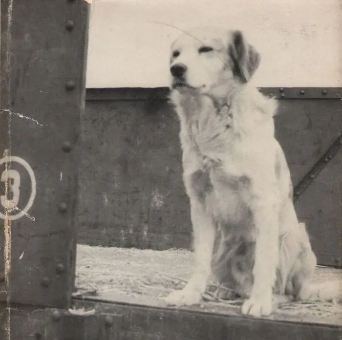 Lampo Dog