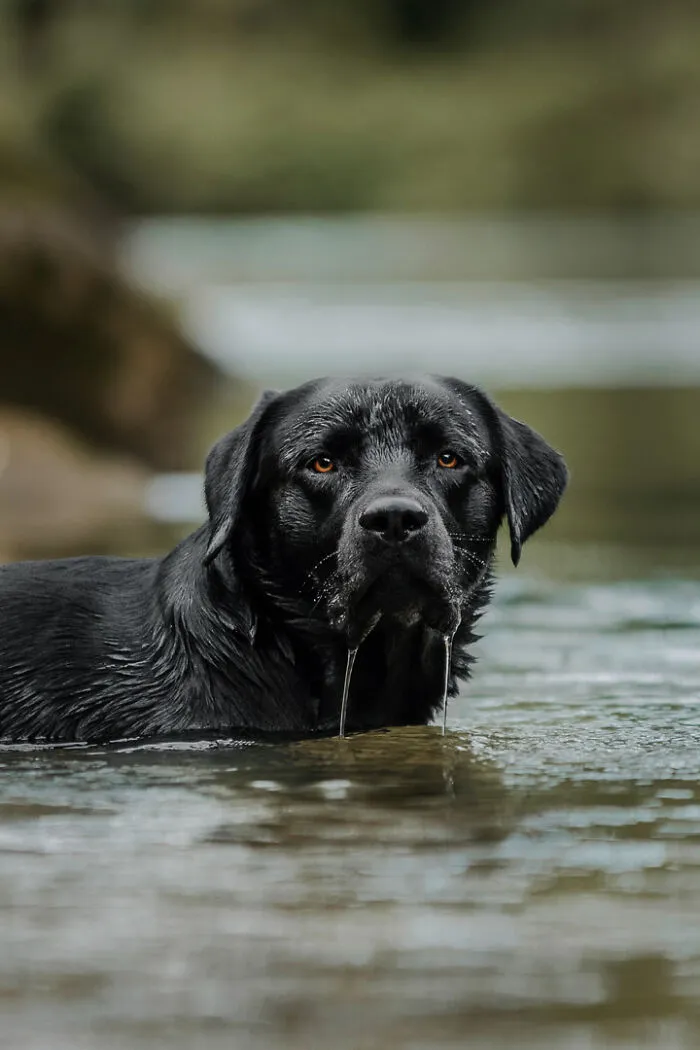 21 Heartwarming Photos Capturing The Special Bond Between Animals And Their Humans By Lea Styger