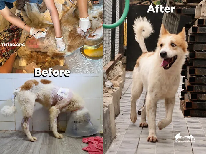 From Skin And Bones To Happy And Healthy: These Dog Transformations Might Melt Your Heart (17 Pics)