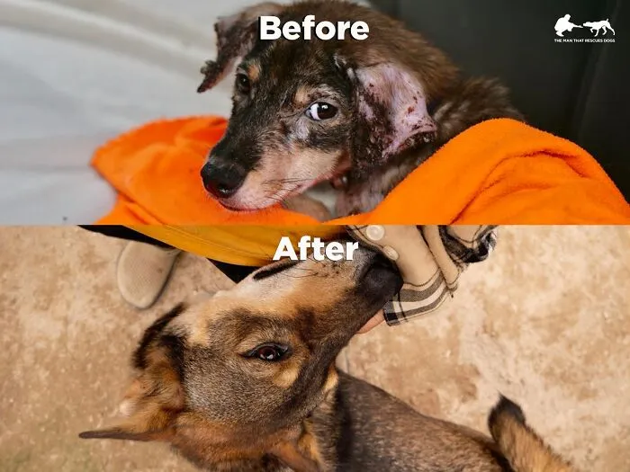From Skin And Bones To Happy And Healthy: These Dog Transformations Might Melt Your Heart (17 Pics)