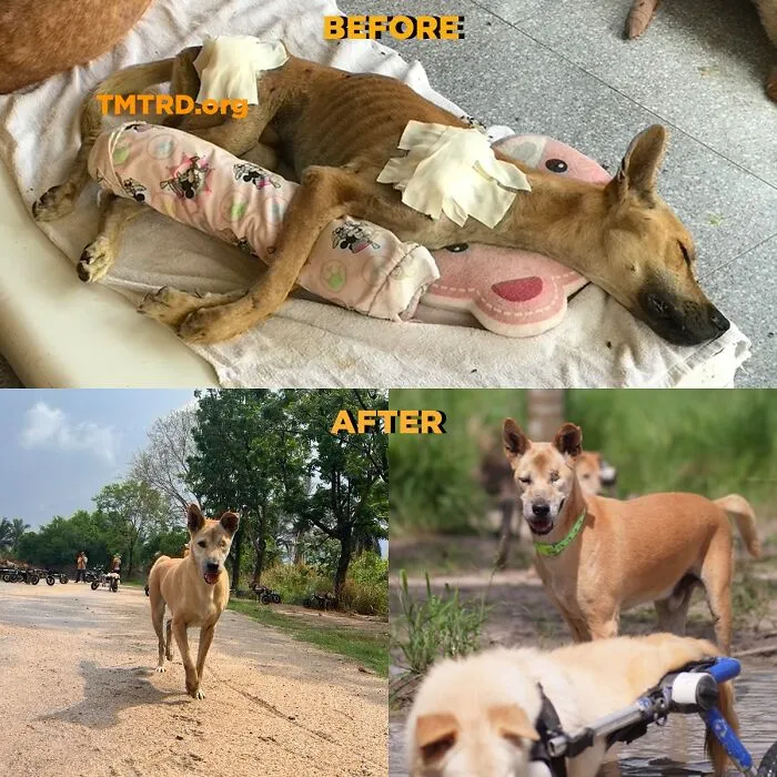 From Skin And Bones To Happy And Healthy: These Dog Transformations Might Melt Your Heart (17 Pics)
