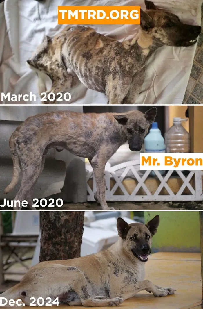 From Skin And Bones To Happy And Healthy: These Dog Transformations Might Melt Your Heart (17 Pics)