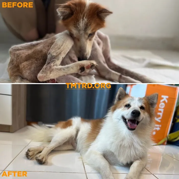 From Skin And Bones To Happy And Healthy: These Dog Transformations Might Melt Your Heart (17 Pics)
