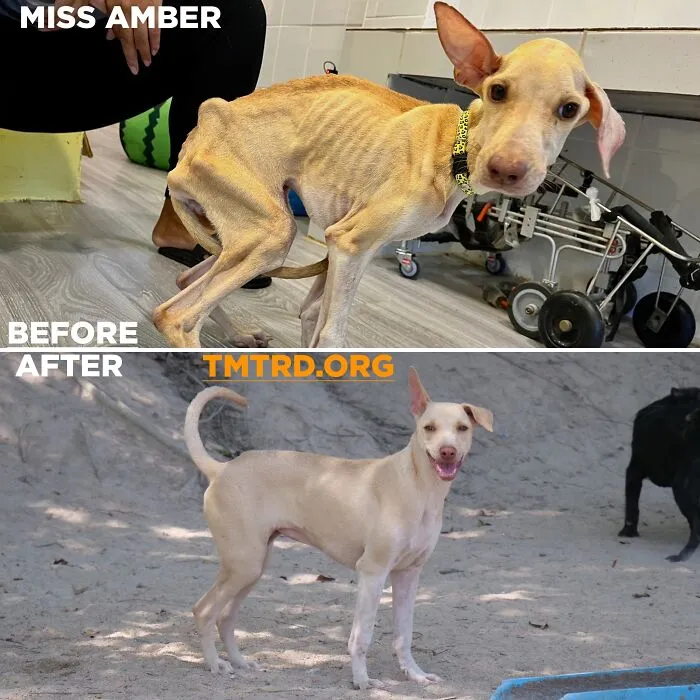 From Skin And Bones To Happy And Healthy: These Dog Transformations Might Melt Your Heart (17 Pics)