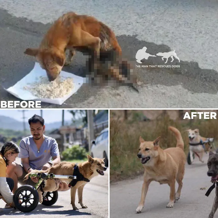 From Skin And Bones To Happy And Healthy: These Dog Transformations Might Melt Your Heart (17 Pics)