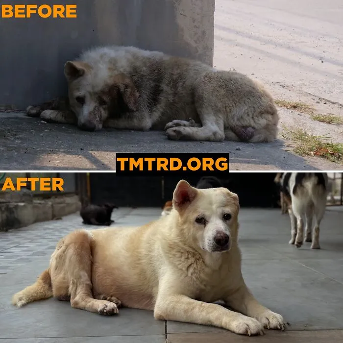 From Skin And Bones To Happy And Healthy: These Dog Transformations Might Melt Your Heart (17 Pics)