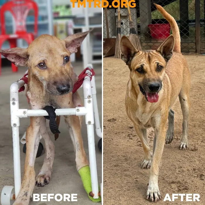 From Skin And Bones To Happy And Healthy: These Dog Transformations Might Melt Your Heart (17 Pics)