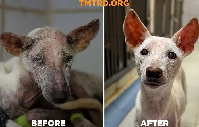 From Skin And Bones To Happy And Healthy: These Dog Transformations Might Melt Your Heart (17 Pics)