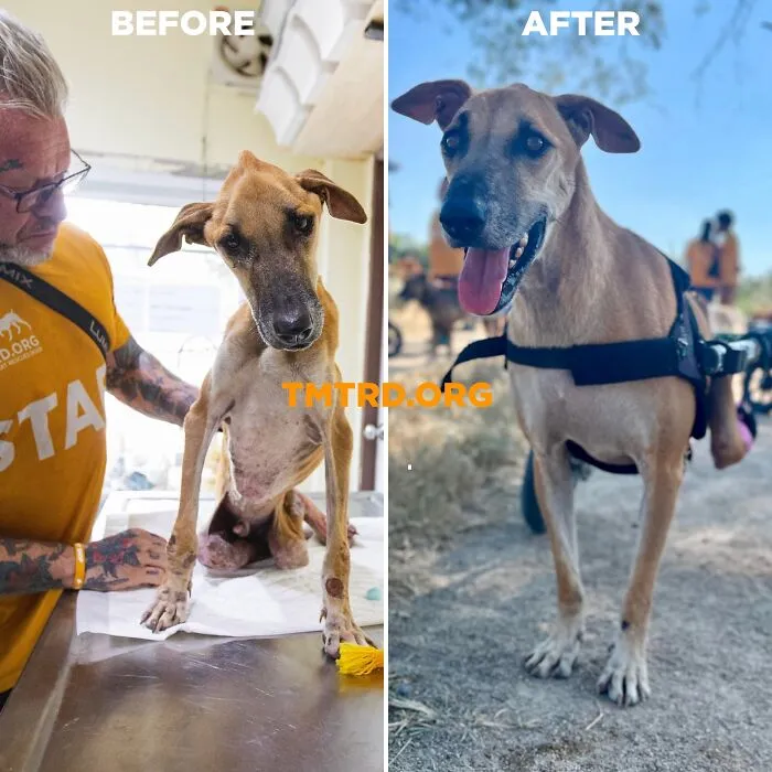From Skin And Bones To Happy And Healthy: These Dog Transformations Might Melt Your Heart (17 Pics)