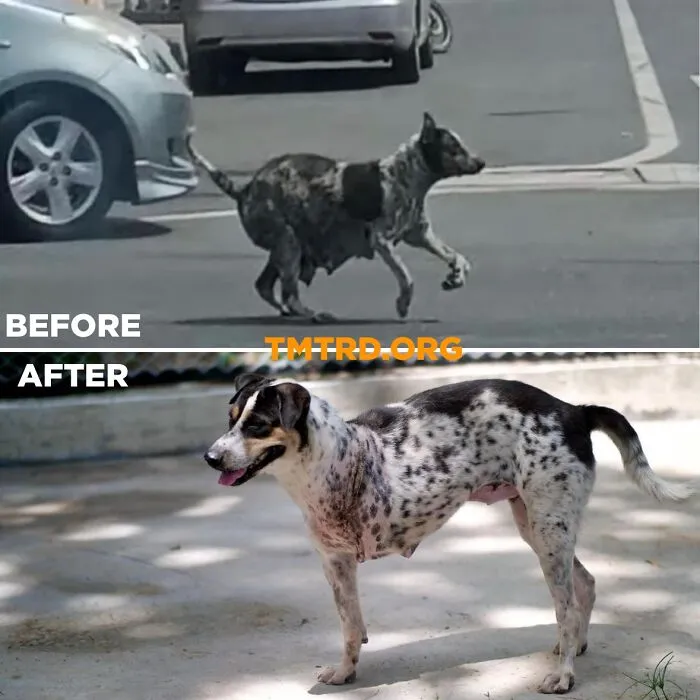 From Skin And Bones To Happy And Healthy: These Dog Transformations Might Melt Your Heart (17 Pics)