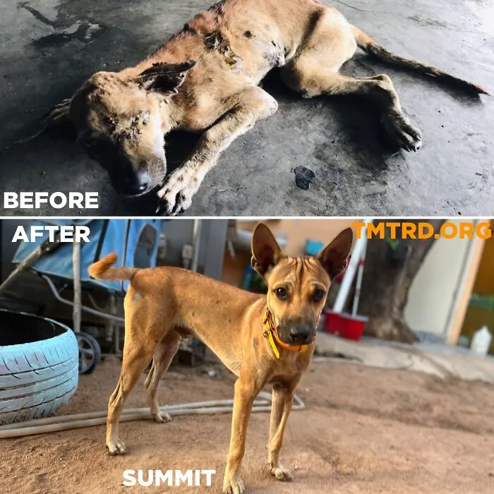 From Skin And Bones To Happy And Healthy: These Dog Transformations Might Melt Your Heart (17 Pics)