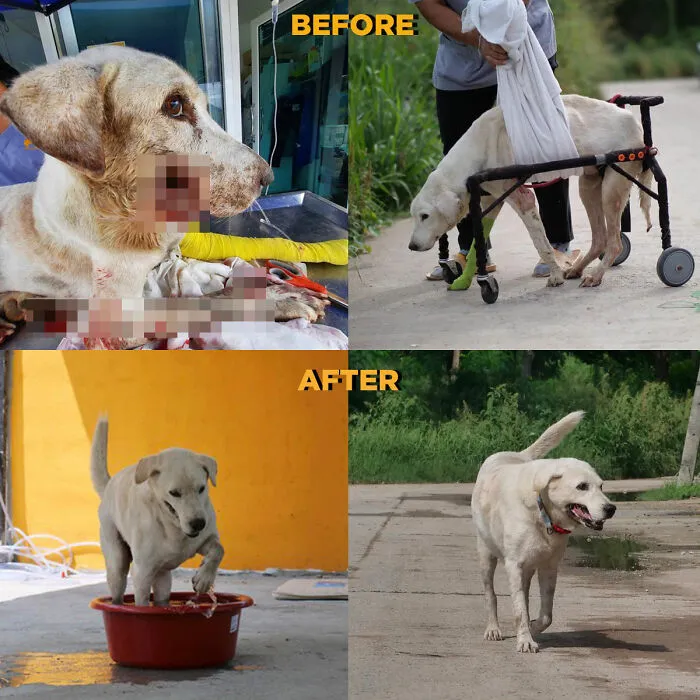 From Skin And Bones To Happy And Healthy: These Dog Transformations Might Melt Your Heart (17 Pics)