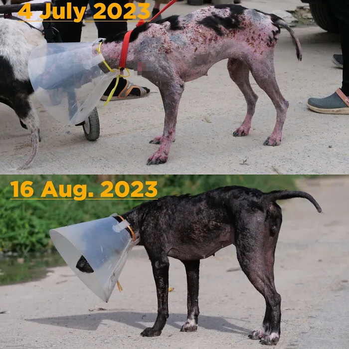 From Skin And Bones To Happy And Healthy: These Dog Transformations Might Melt Your Heart (17 Pics)
