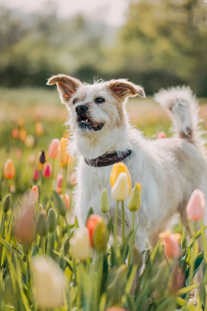 21 Heartwarming Photos Capturing The Special Bond Between Animals And Their Humans By Lea Styger