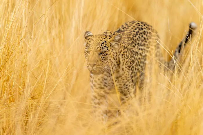 This Photographer Captures Nature’s Quiet Beauty Through His 39 Powerful Wildlife Photos