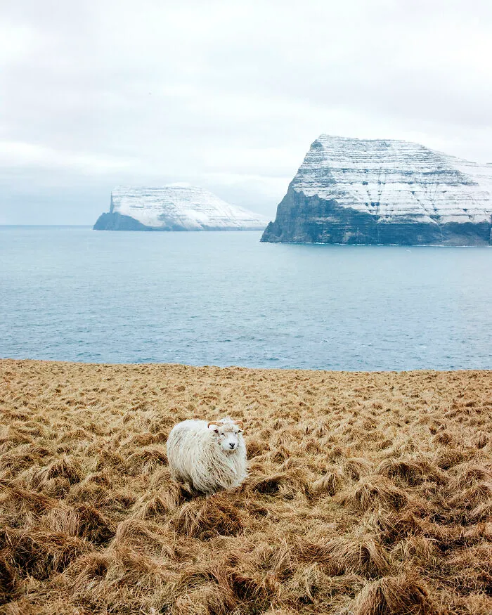 3rd Place / Analog / Film / Landscape: Faroe Sheep By Dominik Gottwald