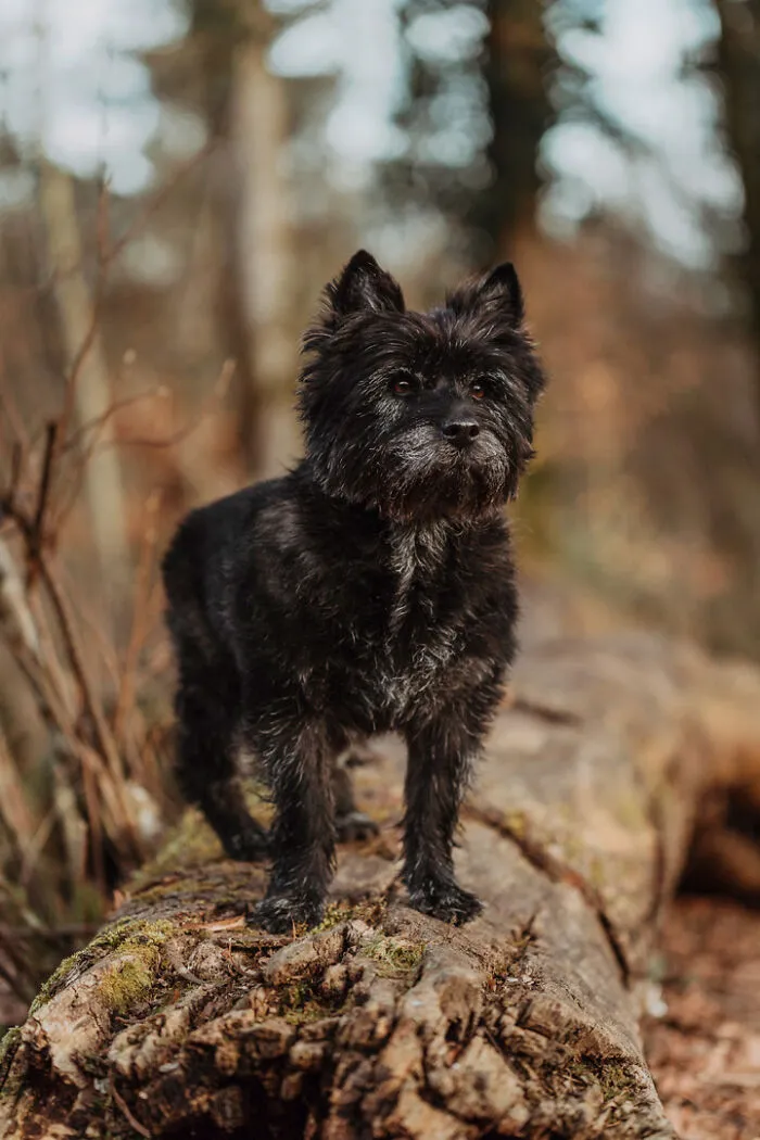 21 Heartwarming Photos Capturing The Special Bond Between Animals And Their Humans By Lea Styger