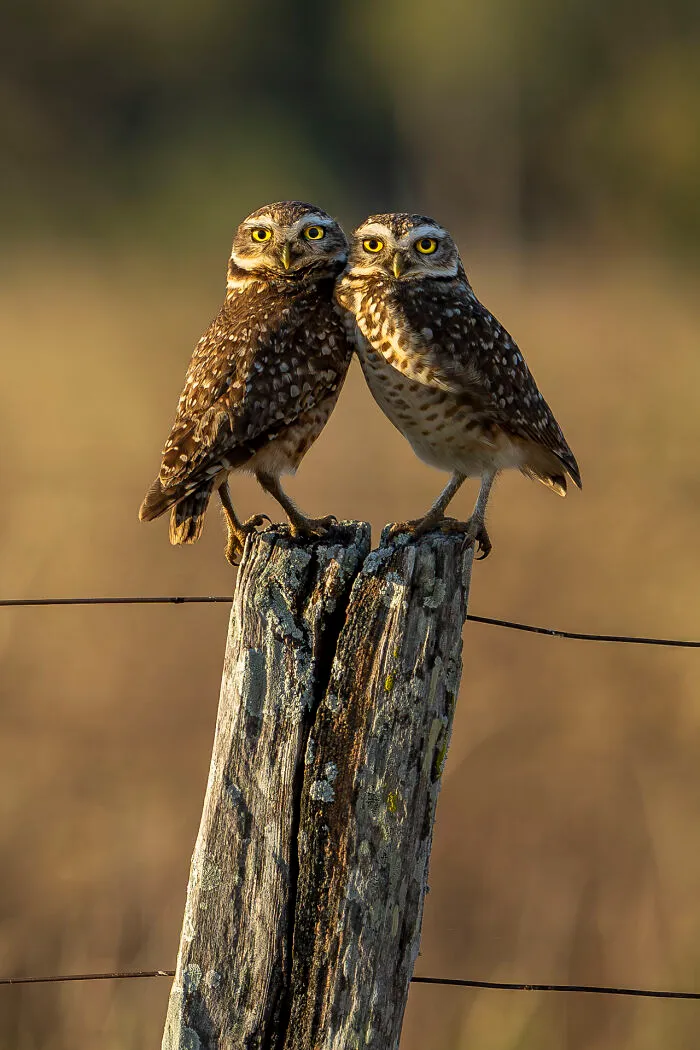 This Photographer Captures Nature’s Quiet Beauty Through His 39 Powerful Wildlife Photos