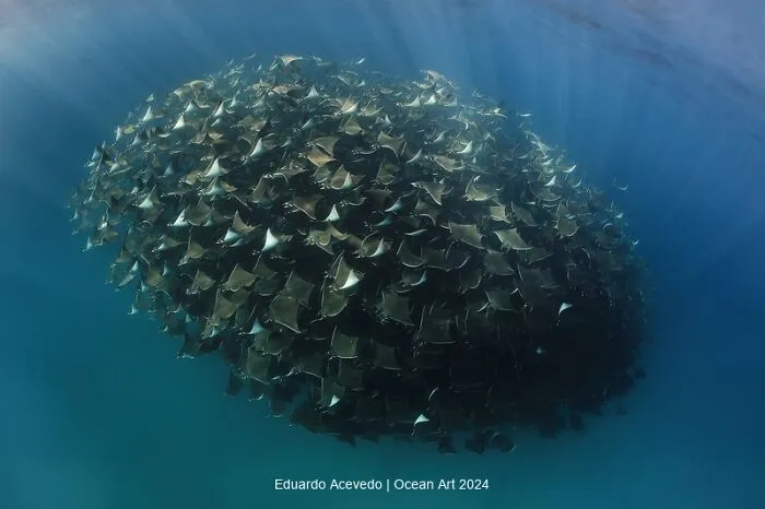 Honorable Mention Wide Angle: The Mobula Ball By Eduardo Acevedo