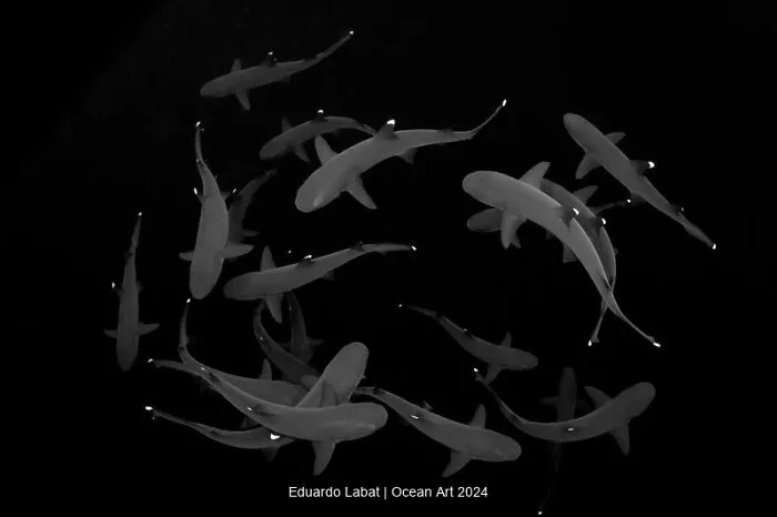 1st Place Black & White: Dancing White Tips By Eduardo Labat
