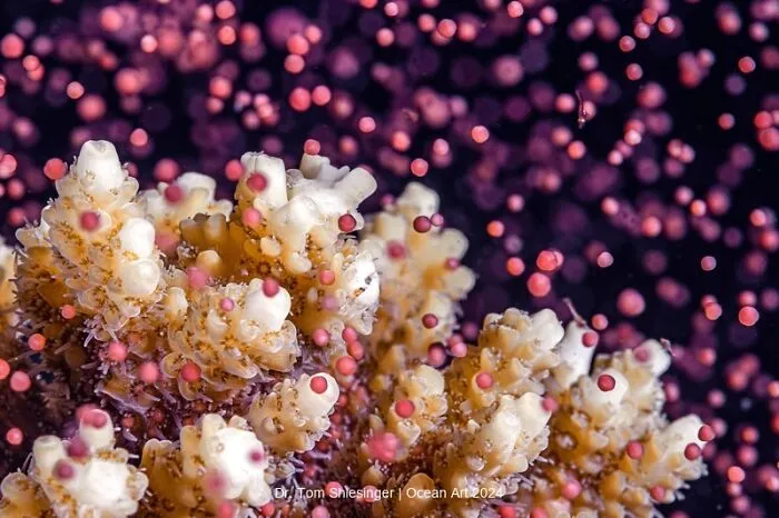Honorable Mention Macro: An Underwater Colorful Snowstorm By Dr. Tom Shlesinger