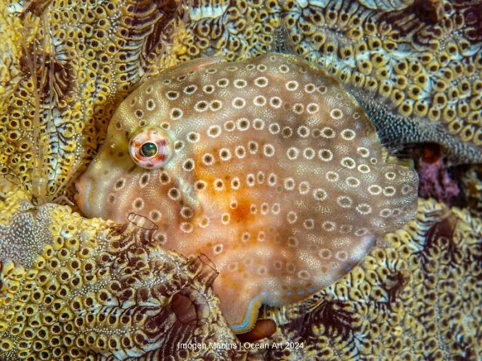 2nd Place Macro: Patterened Safe Haven By Imogen Manins