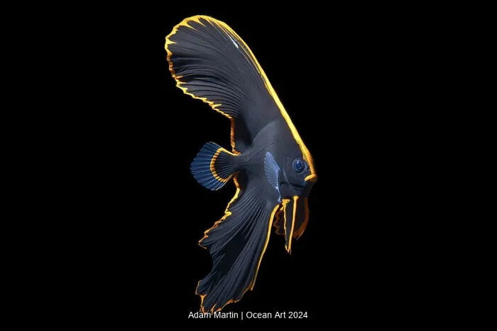 1st Place Macro: Juvenile Batfish By Adam Martin