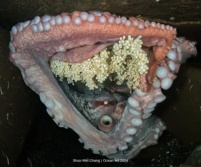 Honorable Mention Marine Life Behavior: Egg-Cellent Guardian By Shuo-Wei Chang