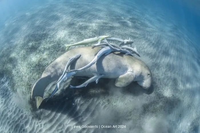 Honorable Mention Marine Life Behavior: Piggyback By Ines Goovaerts