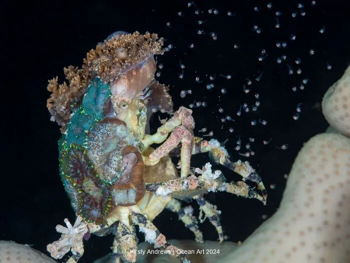 3rd Place Marine Life Behavior: Releasing The Next Generation By Kirsty Andrews