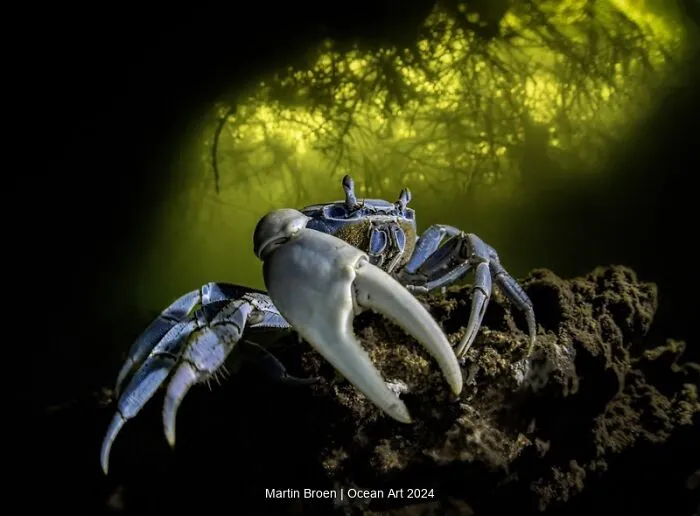 3rd Place Portrait: Blue Crab In Cave By Martin Broen