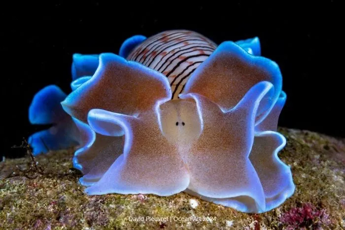 3rd Place Nudibranchs: Hydatina By David Pleuvret
