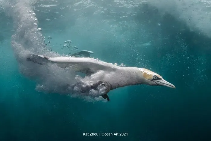 2nd Place Cold Water: Plunge By Kat Zhou