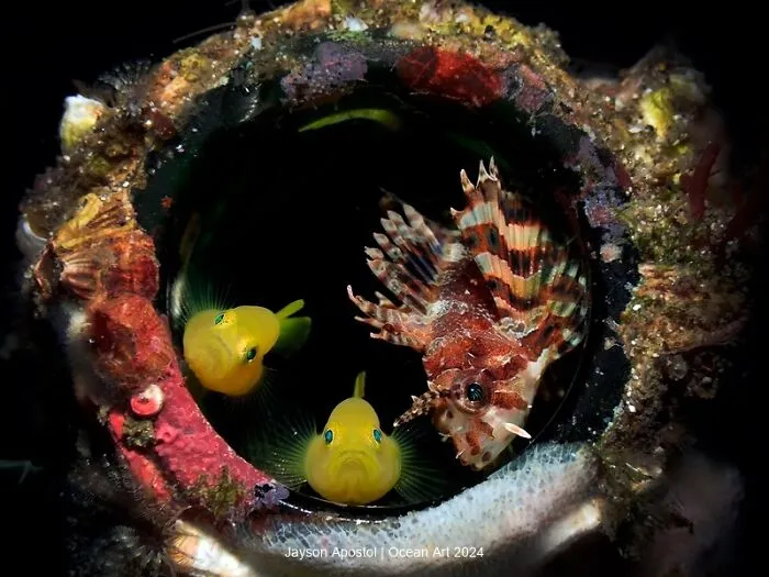 3rd Place Compact Macro: Housemates By Jayson Apostol