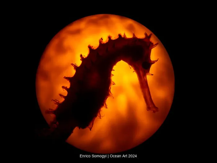 2nd Place Compact Macro: Seahorse At Sunset By Enrico Somogyi