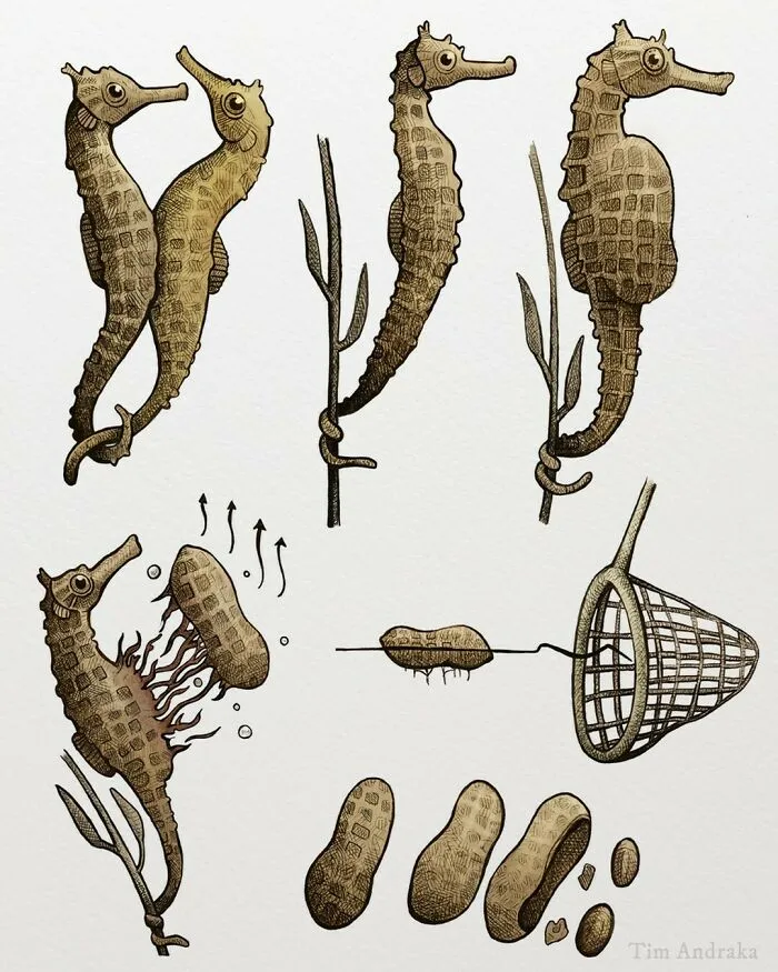 Surreal Zoology: 25 New Nonsensical Scientific Illustrations Of Wildlife By Tim Andraka