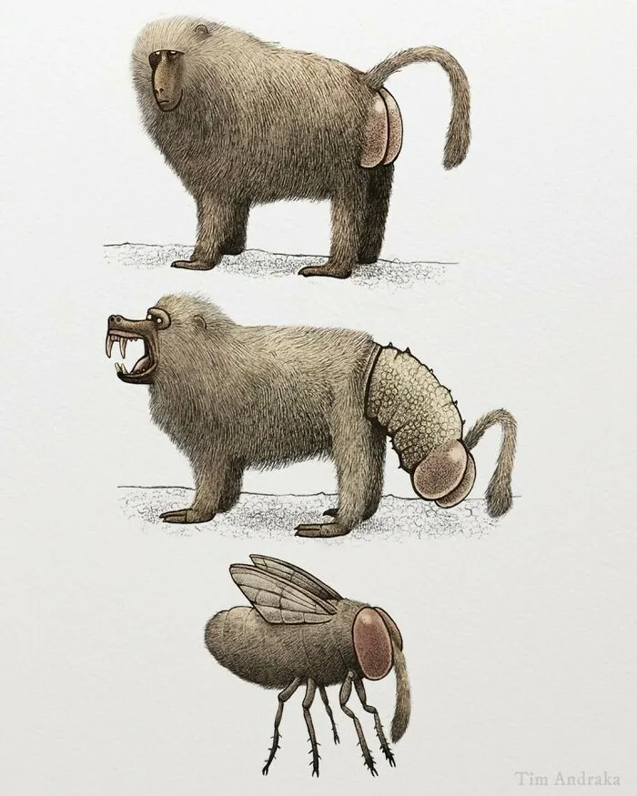 Surreal Zoology: 25 New Nonsensical Scientific Illustrations Of Wildlife By Tim Andraka