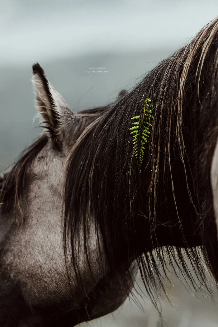 "Spirits Of The Highlands": My 22 Photos Of Ponies That I Took In Scotland