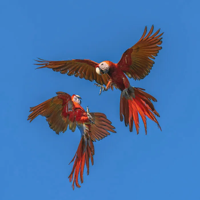 This Photographer Captures Nature’s Quiet Beauty Through His 39 Powerful Wildlife Photos