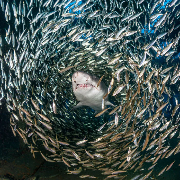 This Photographer Captures Nature’s Quiet Beauty Through His 39 Powerful Wildlife Photos