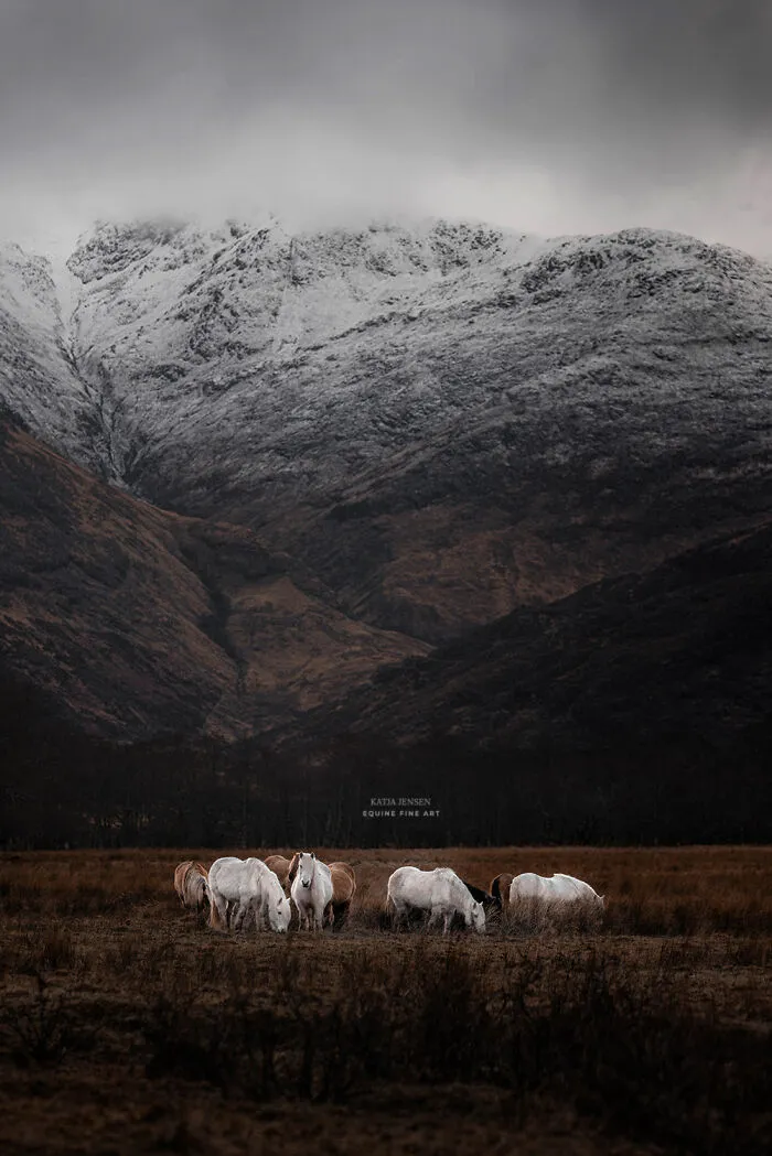 "Spirits Of The Highlands": My 22 Photos Of Ponies That I Took In Scotland