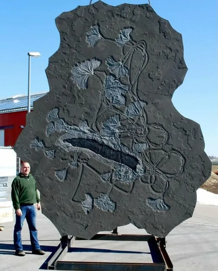 This Impressive Crinoid Colony, A 4x5 Meter Specimen Dating Back Approximately 195 Million Years To The Lower Jurassic (Toarcian) Period, Was Discovered In Baden-Württemberg, Germany