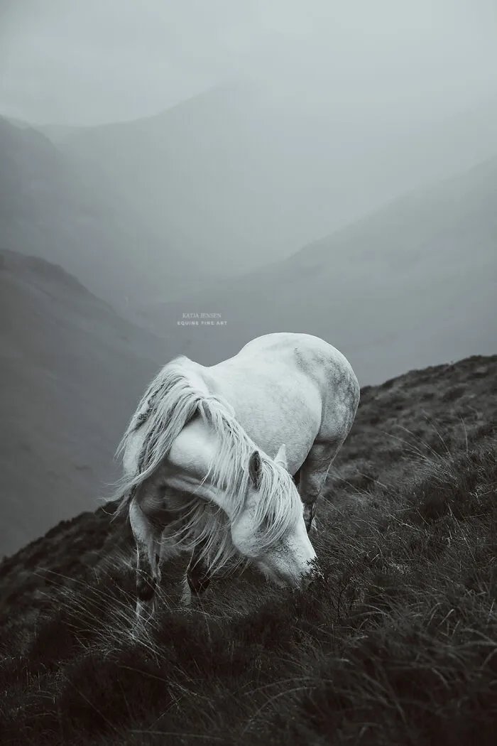 "Spirits Of The Highlands": My 22 Photos Of Ponies That I Took In Scotland