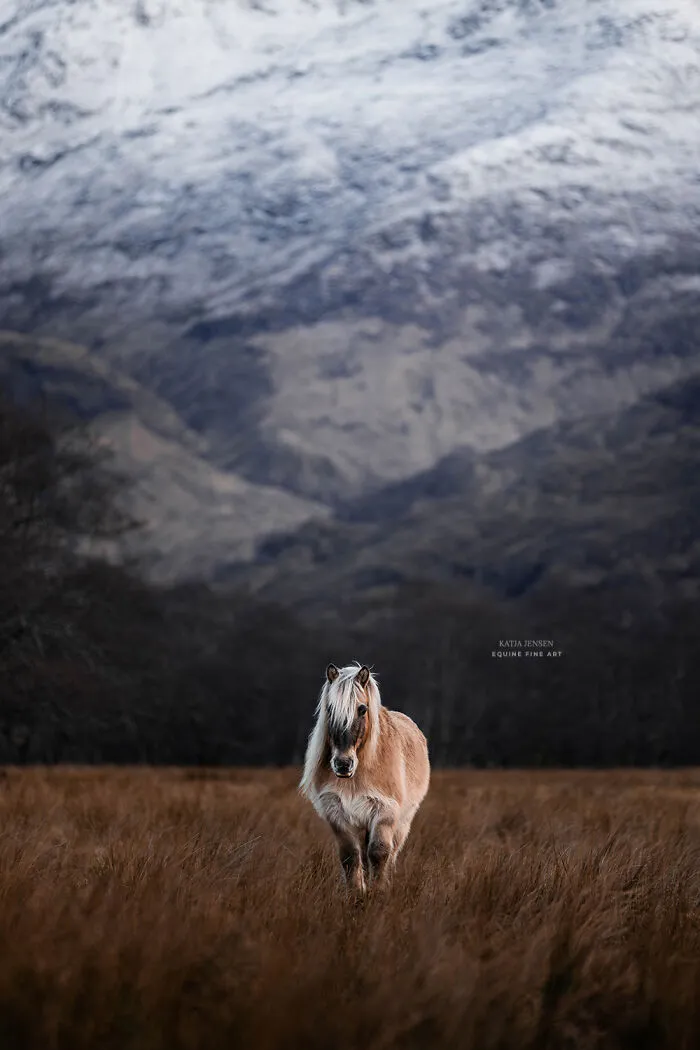 "Spirits Of The Highlands": My 22 Photos Of Ponies That I Took In Scotland