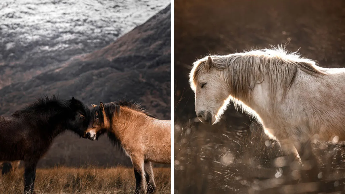 "Spirits Of The Highlands": My 22 Photos Of Ponies That I Took In Scotland