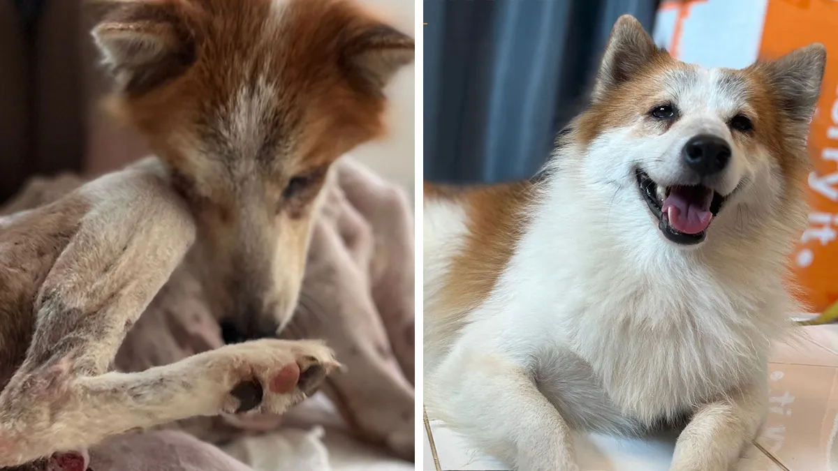 From Skin And Bones To Happy And Healthy: These Dog Transformations Might Melt Your Heart (17 Pics)